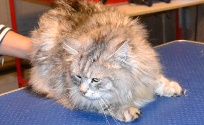 Max is a Siberian Forest Cat.  He had his fur shaved down, nails clipped, and ears cleaned.  Pampered by Kylies Cat Grooming Services Also All Size Dogs.