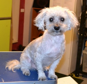 Winston is a Toy poodle x Shih Tzu, he is also a diabetic where he has to have insulin twice a day. He had his fur clipped, nails clipped, ears and eyes cleaned and a wash n blow-dry. Pampered by Kylies Cat Grooming services Also All Size Dogs.