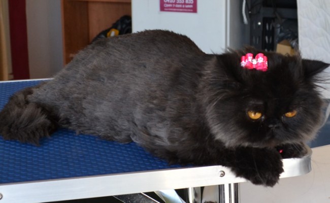 Coco Chanel is a Persian. She had a comb clip, nails clipped, ears cleaned, wash n blow dry and Hot Pink Softpaw nails caps.  Pampered by Kylies Cat Grooming Services Also All Size Dogs.