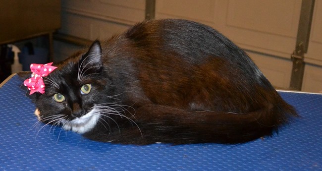 Domino is a Long hair Domestic. She had a wash n blow dry,nails clipped, bum and belly clip.  Pampered by Kylies cat grooming services Also All Size Dogs.