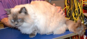 Seth is a Ragdoll. He had his fur shaved down, nails clipped, ears cleaned and a wash n blow-dry. Pampered by Kylies Cat Grooming Services Also All Size Dogs.