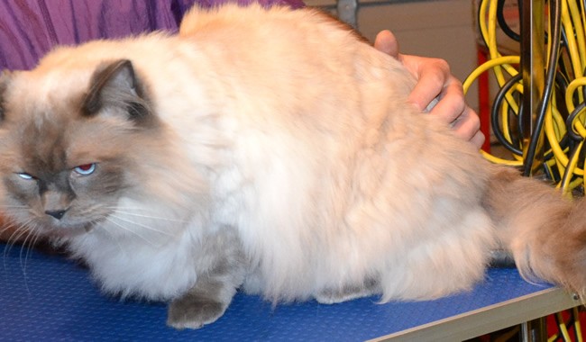 Seth is a Ragdoll.  He had his fur shaved down, nails clipped, ears cleaned and a wash n blow-dry. Pampered by Kylies Cat Grooming Services Also All Size Dogs.