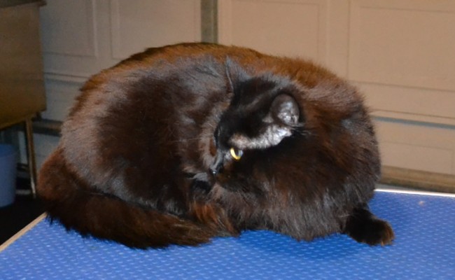 Squish is a Short to medium hair Domestic.  She had her fur shaved down, nails clipped, ears cleaned, wash n blow dry and Red Softpaw nail Caps.  Pampered by Kylies Cat grooming Services Also All Size Dogs.