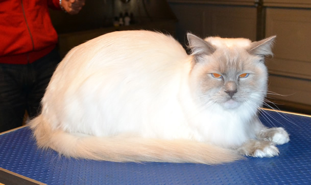 After – Alonso is a Ragdoll.  He had his fur raked, belly, bum and feet pads clipped, nails clipped, ears cleaned and a wash n blowdry.  Pampered by Kylies cat Grooming services Also All Size Dogs.