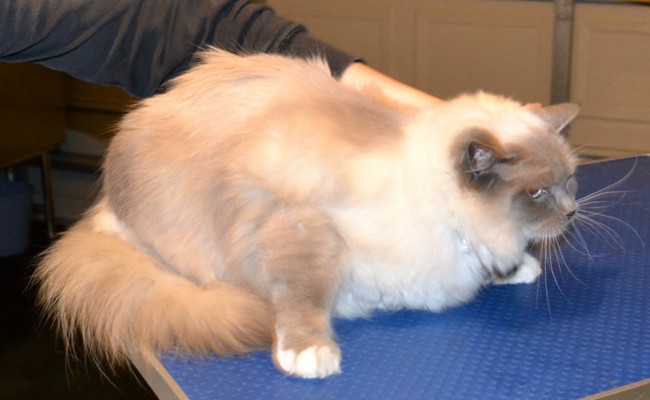TT is a Ragdoll.  He had his fur shaved down, nails clipped and a wash n blow-dry. Pampered by Kylies Cat Grooming services Also All Size Dogs.