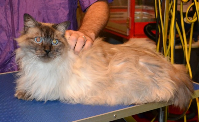 Dexter is a Ragdoll. He had his nails clipped, ears cleaned, fur shaved and Blue Softpaw nail Caps. Pampered by Kylies Cat Grooming Services Also All size Dogs.