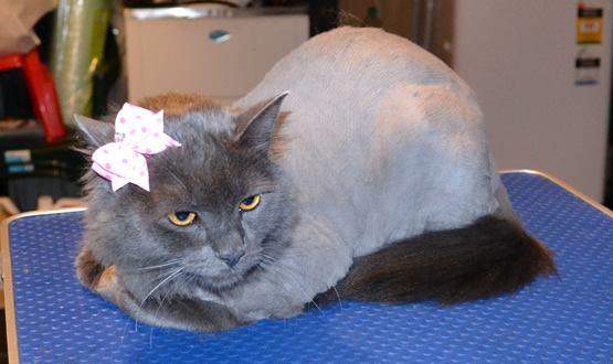 Mica is a Russian Blue,  She had her nails clipped, and fur clipped. Pampered by Kylies Cat Grooming Services Also All Size Dogs.