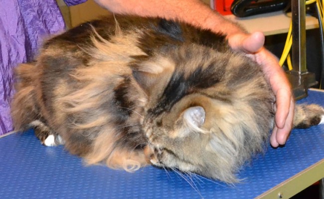 Mojo is a Mainecoon She had a comb clip, nails clipped and ears cleaned. Pampered by Kylies cat Grooming services Also All Size Dogs.