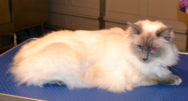 Orion is a Ragdoll.  He had his fur raked,bum and feet pads clipped, nails clipped, ears cleaned, a wash n blowdry and Glitter Blue Softpaw nail caps.  Pampered by Kylies cat Grooming services Also All Size Dogs.