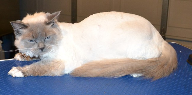 TT is a Ragdoll.  He had his fur shaved down, nails clipped and a wash n blow-dry. Pampered by Kylies Cat Grooming services Also All Size Dogs.