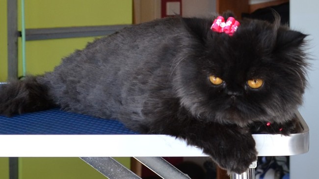 Coco Chanel is a Persian. She had a comb clip, nails clipped, ears cleaned, wash n blow dry and Hot Pink Softpaw nails caps.  Pampered by Kylies Cat Grooming Services Also All Size Dogs.