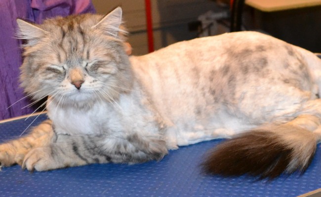 Max is a Siberian Forest Cat.  He had his fur shaved down, nails clipped, and ears cleaned.  Pampered by Kylies Cat Grooming Services Also All Size Dogs.