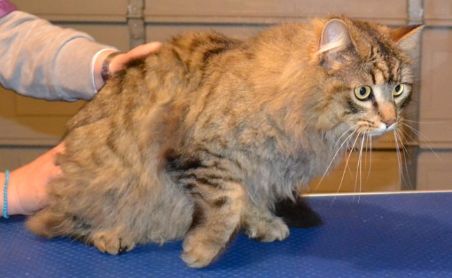 Charlie is a Mixed Breed.. He had his matted fur shaved off, nails clipped and ears cleaned.  Pampered by Kylies Cat Grooming services Also All Size Dogs.