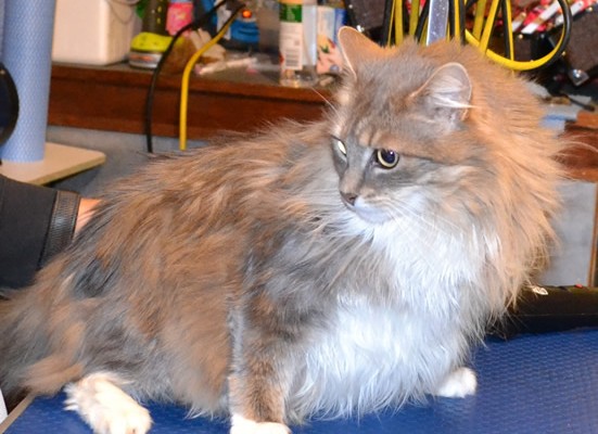 Izzabell is a Long hair Domestic.  She had her nails clipped, matted fur shaved off, and ears cleaned.  Pampered by Kylies Cat Grooming Services Also All Size Dogs.