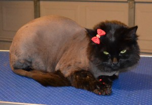 Squish is a Short to medium hair Domestic. She had her fur shaved down, nails clipped, ears cleaned, wash n blow dry and Red Softpaw nail Caps. Pampered by Kylies Cat grooming Services Also All Size Dogs.