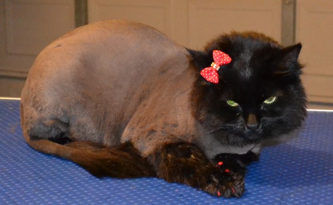 Squish is a Short to medium hair Domestic.  She had her fur shaved down, nails clipped, ears cleaned, wash n blow dry and Red Softpaw nail Caps.  Pampered by Kylies Cat grooming Services Also All Size Dogs.