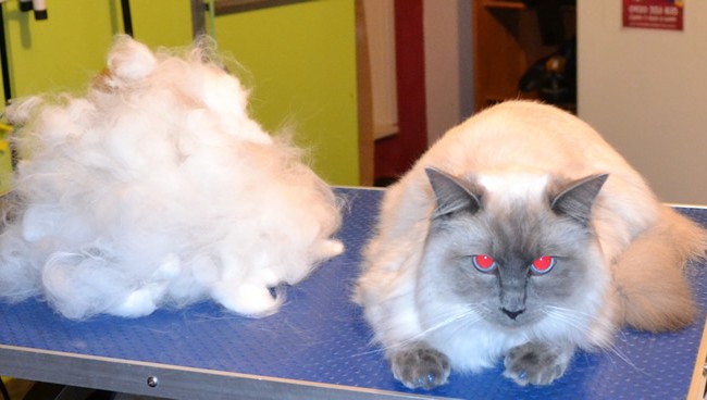 Orion is a Ragdoll.  He had his fur raked,bum and feet pads clipped, nails clipped, ears cleaned, a wash n blowdry and Glitter Blue Softpaw nail caps.  Pampered by Kylies cat Grooming services Also All Size Dogs.