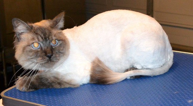 Dexter is a Ragdoll. He had his nails clipped, ears cleaned, fur shaved and Blue Softpaw nail Caps. Pampered by Kylies Cat Grooming Services Also All size Dogs.