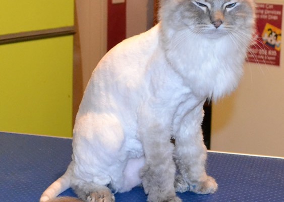 Astro is a Ragdoll.  He had his fur shaved down, nails clipped, ears and eyes cleaned, wash n blow-dry and a full set of Glitter Blue Softpaw nail caps.  Pampered by Kylies Cat grooming Services Also All Size Dogs.