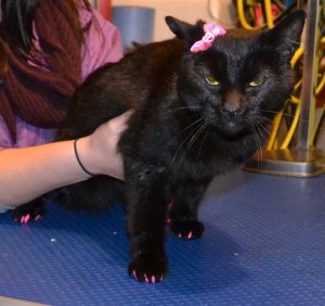 Cheeky is a Short Hair Domestic. She had her nails clipped, ears cleaned, a wash n blow dry and a full set of Purple and Hot Pink Softpaw Nail Caps. Pampered by Kylies Cat Grooming Services Also All Size Dogs.