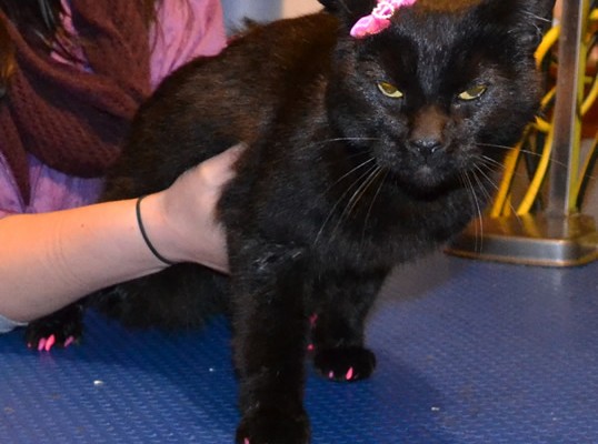 Cheeky is a Short Hair Domestic.  She had her nails clipped, ears cleaned, a wash n blow dry and a full set of Purple and Hot Pink Softpaw Nail Caps.  Pampered by Kylies Cat Grooming Services Also All Size Dogs.