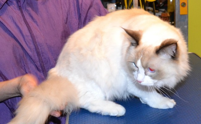 Dante is a Ragdoll. He had his nails clipped, fur raked, ears cleaned and a wash n blow dry.  Pampered by Kylies Cat Grooming Services Also All Size Dogs.