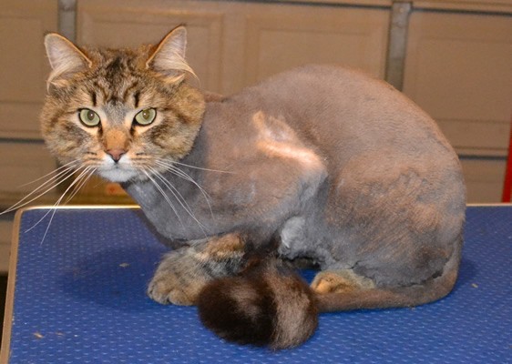 Charlie is a Mixed Breed.. He had his matted fur shaved off, nails clipped and ears cleaned.  Pampered by Kylies Cat Grooming services Also All Size Dogs.