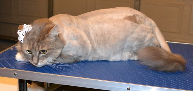 Izzabell is a Long hair Domestic.  She had her nails clipped, matted fur shaved off, and ears cleaned.  Pampered by Kylies Cat Grooming Services Also All Size Dogs.