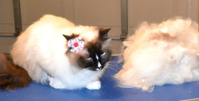 Bella is a Ragdoll. She had her nails clipped, fur raked, ears cleaned and a wash n blow dry. Pampered by Kylies cat Grooming services Also all Size Dogs.