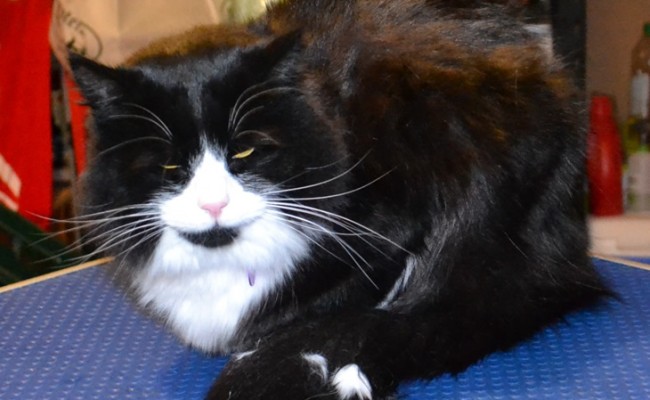 Xanie is a Medium Hair Domestic.  He had his fur shaved down, nails clipped and a wash n blow-dry.  Pampered by Kylies Cat Grooming services Also All Size Dogs.