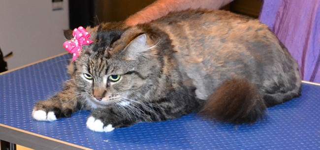 Mojo is a Mainecoon. She had a comb clip, nails clipped and ears cleaned. Pampered by Kylies cat Grooming services Also All Size Dogs.