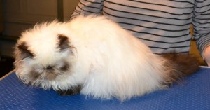 Teiki is a Himalayan Persian. She had a brush out, belly and bum clipped, nails clipped and a wash n blow dry. Pampered by Kylies Cat grooming Services Also All Size Dogs.