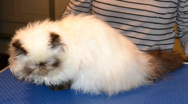 Teiki is a Himalayan Persian. She had a brush out, belly and bum clipped, nails clipped and a wash n blow dry.  Pampered by Kylies Cat grooming Services Also All Size Dogs.