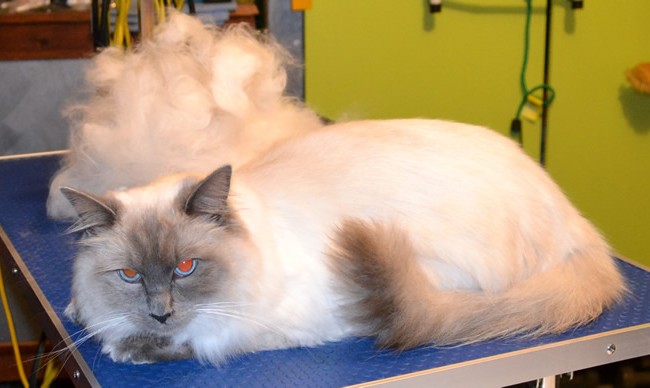 Orion is a Ragdoll.  He had his fur raked,bum and feet pads clipped, nails clipped, ears cleaned, a wash n blowdry and Glitter Blue Softpaw nail caps.  Pampered by Kylies cat Grooming services Also All Size Dogs.