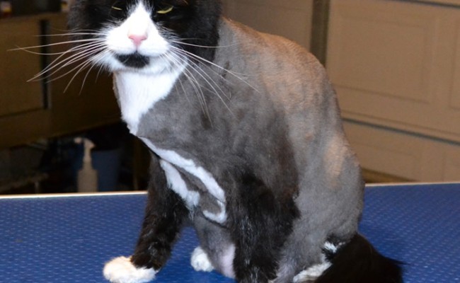 Xanie is a Medium Hair Domestic.  He had his fur shaved down, nails clipped and a wash n blow-dry.  Pampered by Kylies Cat Grooming services Also All Size Dogs.