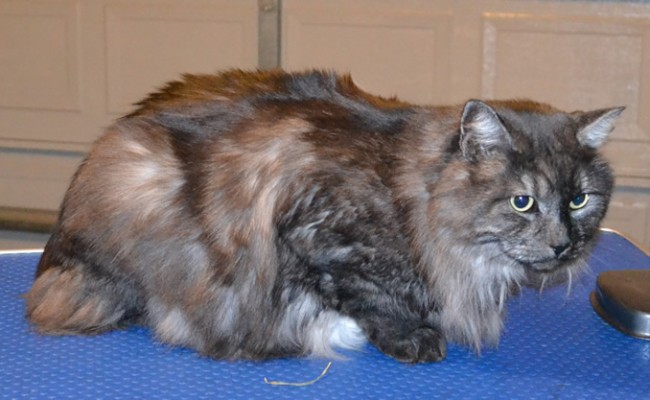 Pepper is a Medium Hair Domestic. She had her fur shaved down, nails clipped, ears cleaned, wash n blow-dry and Frontline 1 month flea applicator.  Pampered by Kylies cat Grooming services Also All Size Dogs.
