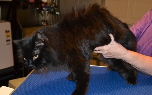 Smokey is a 18 yr old Persian x. He has never had a groom and he was so well behaved. He loved every minute of it. He had his nails clipped, a comb clip all over his body, ears cleaned and a wash n blow dry. Pampered by Kylies cat Grooming services Also all Size Dogs
