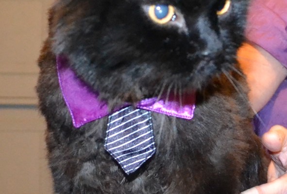Smokey is a 18 yr old Persian x. He has never had a groom and he was so well behaved. He loved every minute of it. He had his nails clipped, a comb clip all over his body, ears cleaned and a wash n blow dry. Pampered by Kylies cat Grooming services Also all Size Dogs