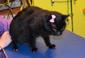 Cheeky is a Short Hair Domestic. She had her nails clipped, ears cleaned, a wash n blow dry and a full set of Purple and Hot Pink Softpaw Nail Caps. Pampered by Kylies Cat Grooming Services Also All Size Dogs.