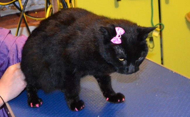 Cheeky is a Short Hair Domestic.  She had her nails clipped, ears cleaned, a wash n blow dry and a full set of Purple and Hot Pink Softpaw Nail Caps.  Pampered by Kylies Cat Grooming Services Also All Size Dogs.