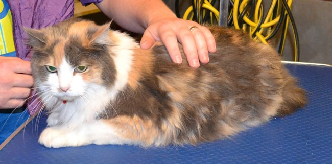 Crazy is a Medium hair Domestic. She had her Matted fur shaved, ears cleaned and her nails clipped.  Pampered by Kylies cat Grooming services Also All Size Dogs.