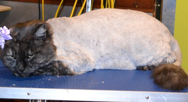 Pepper is a Medium Hair Domestic. She had her fur shaved down, nails clipped, ears cleaned, wash n blow-dry and Frontline 1 month flea applicator.  Pampered by Kylies cat Grooming services Also All Size Dogs.