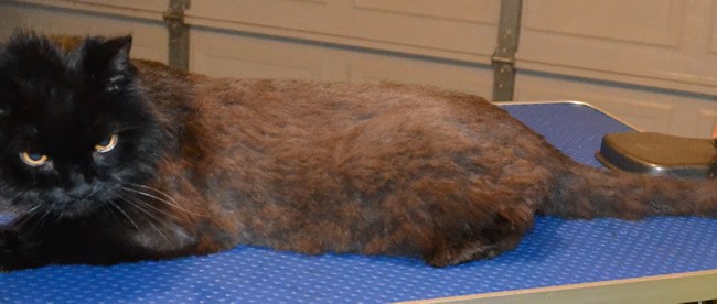 Smokey is a 18 yr old Persian x. He has never had a groom and he was so well behaved. He loved every minute of it. He had his nails clipped, a comb clip all over his body, ears cleaned and a wash n blow dry. Pampered by Kylies cat Grooming services Also all Size Dogs