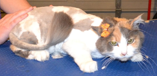 Crazy is a Medium hair Domestic. She had her Matted fur shaved, ears cleaned and her nails clipped.  Pampered by Kylies cat Grooming services Also All Size Dogs.