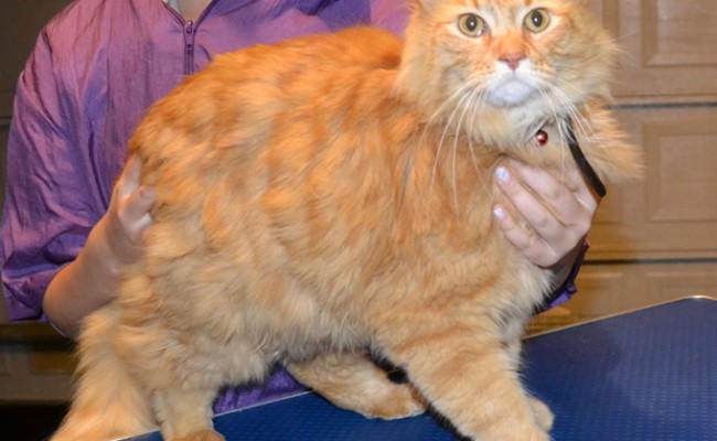 Tim is a Long Hair Domestic. He had his nails clipped, fur shaved, ears cleaned and a wash n blow dry. Pampered by Kylies cat Grooming services Also all Size Dogs.