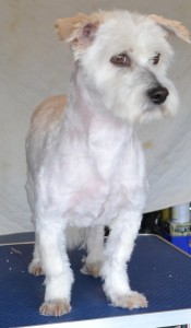 Rocky is a Maltese x Shih Tzu. He had his matted fur shaved down, ears and eyes cleaned, nails clipped and a wash n blow dry. Pampered by Kylies Cat Grooming Services Also All Size Dogs.