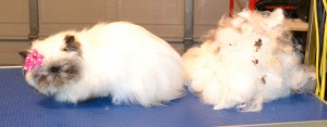 Teiki is a Himalayan Persian. She had a brush out, belly and bum clipped, nails clipped and a wash n blow dry. Pampered by Kylies Cat grooming Services Also All Size Dogs.