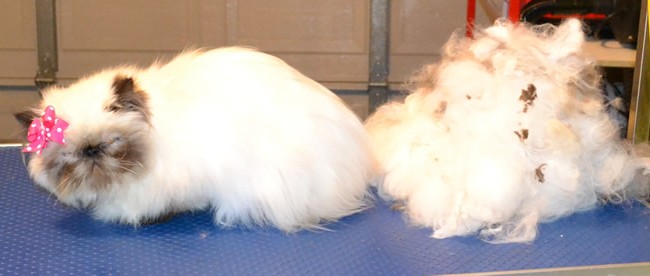 Teiki is a Himalayan Persian. She had a brush out, belly and bum clipped, nails clipped and a wash n blow dry.  Pampered by Kylies Cat grooming Services Also All Size Dogs.