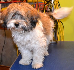 Max is a 6 month old Maltese x Shih Tzu. He had a comb clip. nails clipped, ears and eyes cleaned and a wash n blow dry. Pampered by Kylies Cat grooming Services Also All Size Dogs.