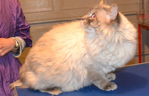 Oliver is a Ragdoll.  He had his matted fur shaved off, nails clipped and ears cleaned. Pampered by Kylies Cat Grooming Services Also All Size Dogs.